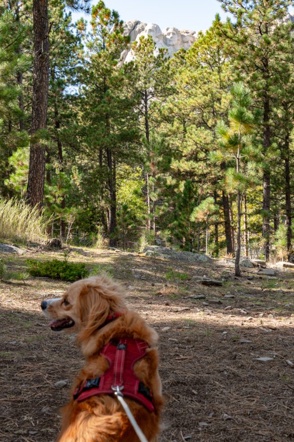 ranger storm at dog friendly mount rushmore viewpoint
