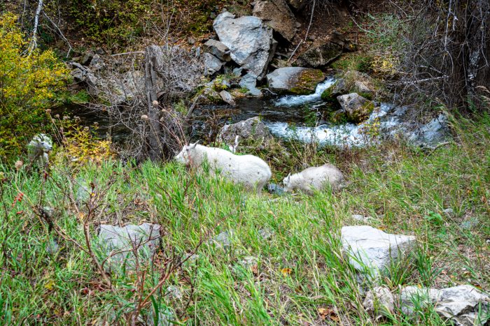 mountain goats as seen along spearfish canyon scenic byway