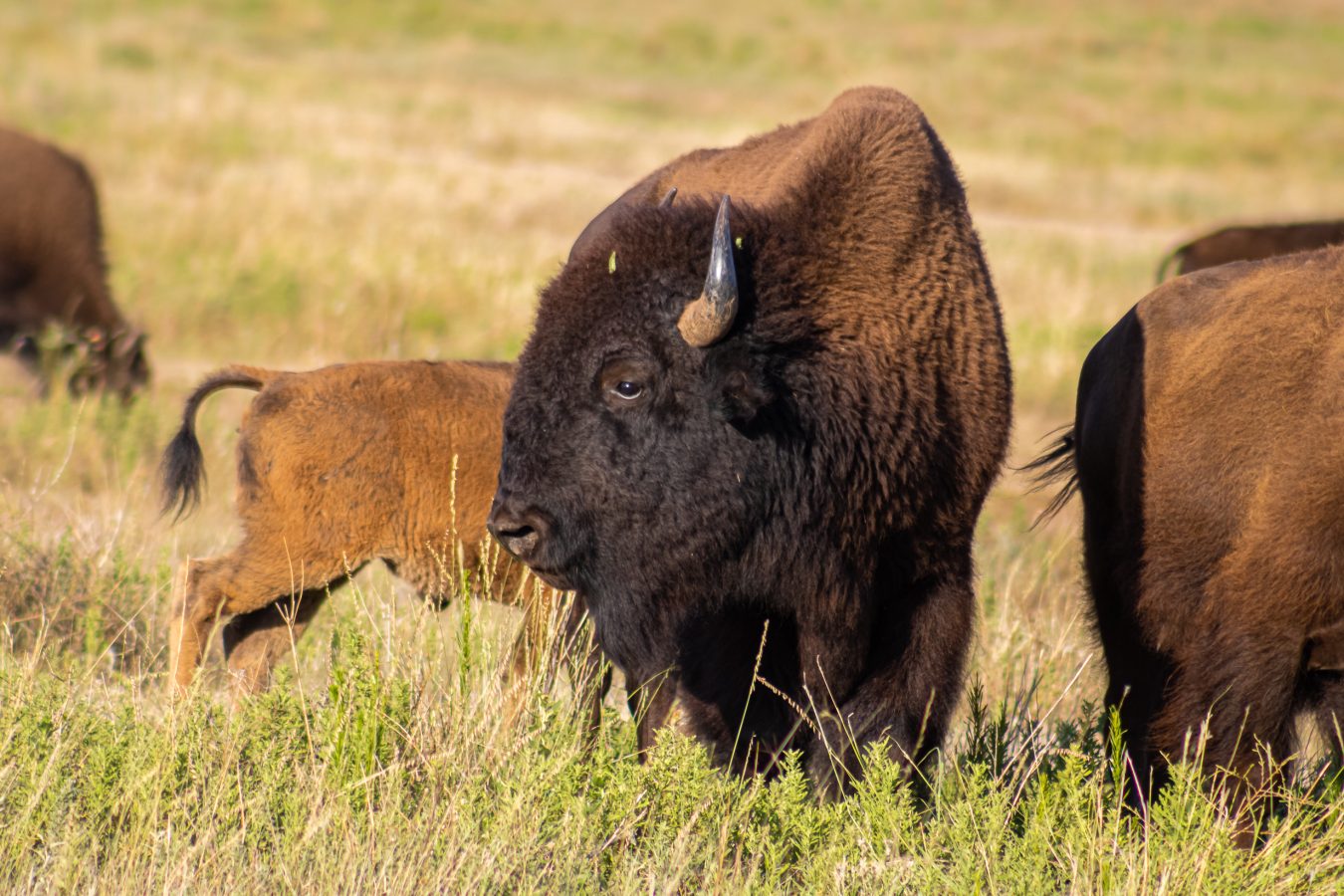 bison on the plains of the american west
